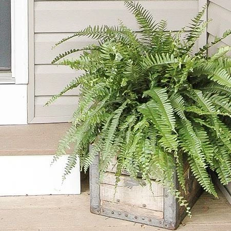 Fast Growing Trees Kimberly Queen Fern Our Newest Arrivals 4 Fast Growing Trees Kimberly Queen Fern Our Newest Arrivals