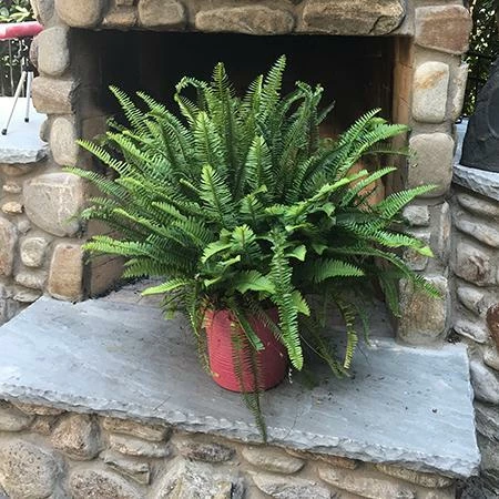 Fast Growing Trees Kimberly Queen Fern Our Newest Arrivals 6 Fast Growing Trees Kimberly Queen Fern Our Newest Arrivals