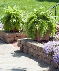 Fast Growing Trees Kimberly Queen Fern Our Newest Arrivals 13 Fast Growing Trees Kimberly Queen Fern Our Newest Arrivals