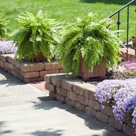 Fast Growing Trees Kimberly Queen Fern Our Newest Arrivals 8 Fast Growing Trees Kimberly Queen Fern Our Newest Arrivals