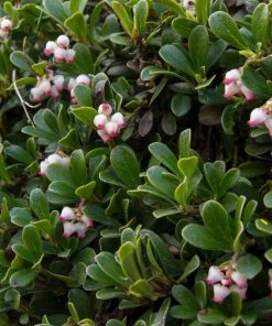 Fast Growing Trees Kinnikinnick Emerald Carpet See All Evergreen & Privacy Trees