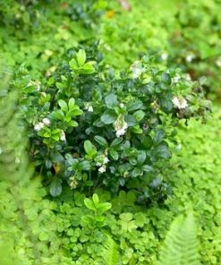 Fast Growing Trees Kinnikinnick Emerald Carpet See All Evergreen & Privacy Trees