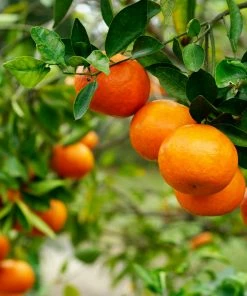 Fast Growing Trees Kishu Mandarin Tree (Seedless) Citrus Trees 9 Fast Growing Trees Kishu Mandarin Tree (Seedless) Citrus Trees