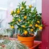 Fast Growing Trees Kishu Mandarin Tree (Seedless) Citrus Trees