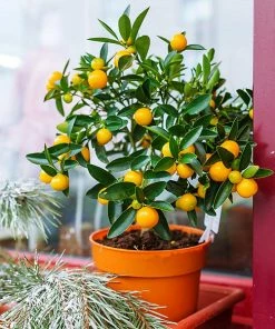 Fast Growing Trees Kishu Mandarin Tree (Seedless) Citrus Trees
