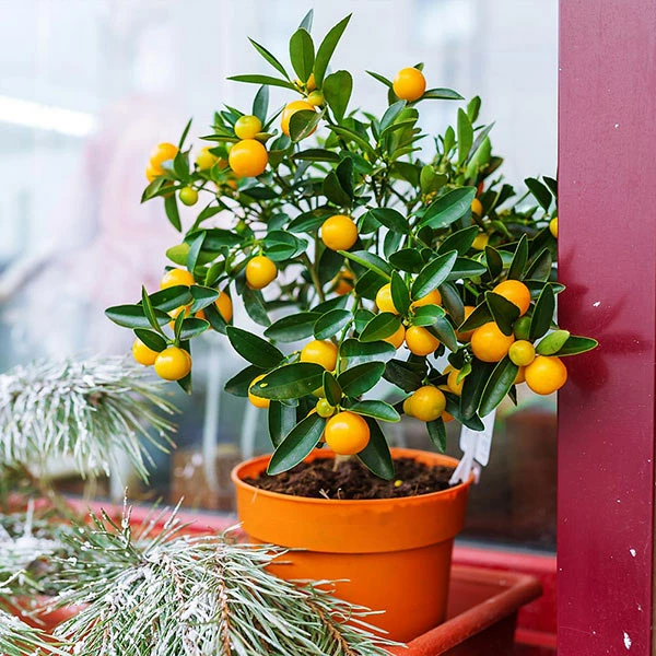 Fast Growing Trees Kishu Mandarin Tree 3 Fast Growing Trees Kishu Mandarin Tree