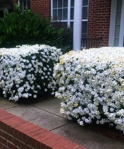 Fast Growing Trees Kleim's Hardy Gardenia Shrub