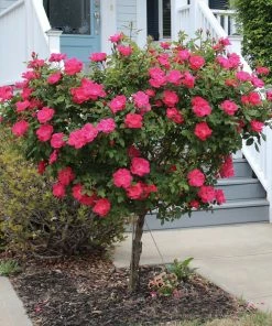 Fast Growing Trees Rose Trees Knock Out® Rose Tree
