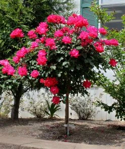Fast Growing Trees Rose Trees Knock Out® Rose Tree