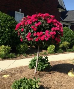 Fast Growing Trees Rose Trees Knock Out® Rose Tree