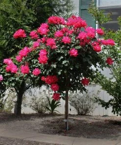 Fast Growing Trees Rose Trees Knock Out® Rose Tree