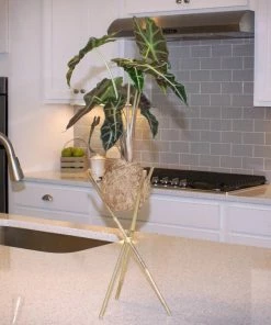 Fast Growing Trees Kokedama Alocasia Plant
