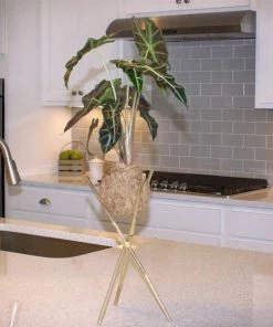 Fast Growing Trees Kokedama Alocasia Plant