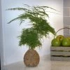 Fast Growing Trees Kokedama Asparagus Fern Plant
