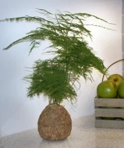 Fast Growing Trees Kokedama Asparagus Fern Plant