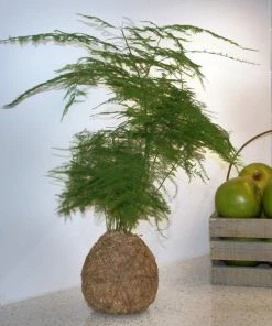 Fast Growing Trees Kokedama Asparagus Fern Plant