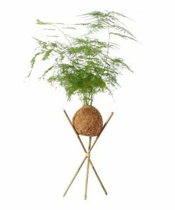 Fast Growing Trees Kokedama Asparagus Fern Plant
