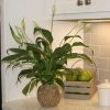 Fast Growing Trees Kokedama Peace Lily Plant See All House & Patio