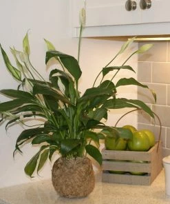 Fast Growing Trees Kokedama Peace Lily Plant See All House & Patio