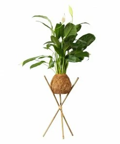 Fast Growing Trees Kokedama Peace Lily Plant See All House & Patio