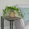 Fast Growing Trees Kokedama Golden Pothos Plant See All House & Patio
