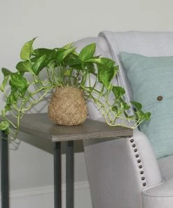 Fast Growing Trees Kokedama Golden Pothos Plant See All House & Patio