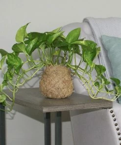 Fast Growing Trees Kokedama Golden Pothos Plant See All House & Patio