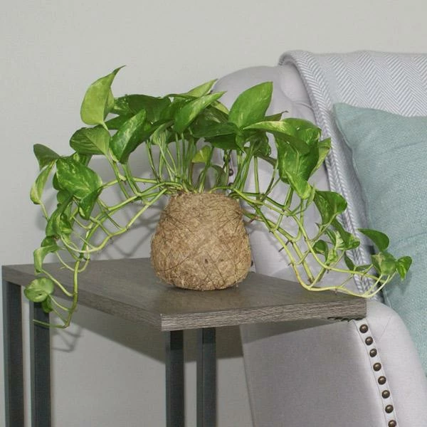 Fast Growing Trees Kokedama Golden Pothos Plant See All House & Patio 5 Fast Growing Trees Kokedama Golden Pothos Plant See All House & Patio