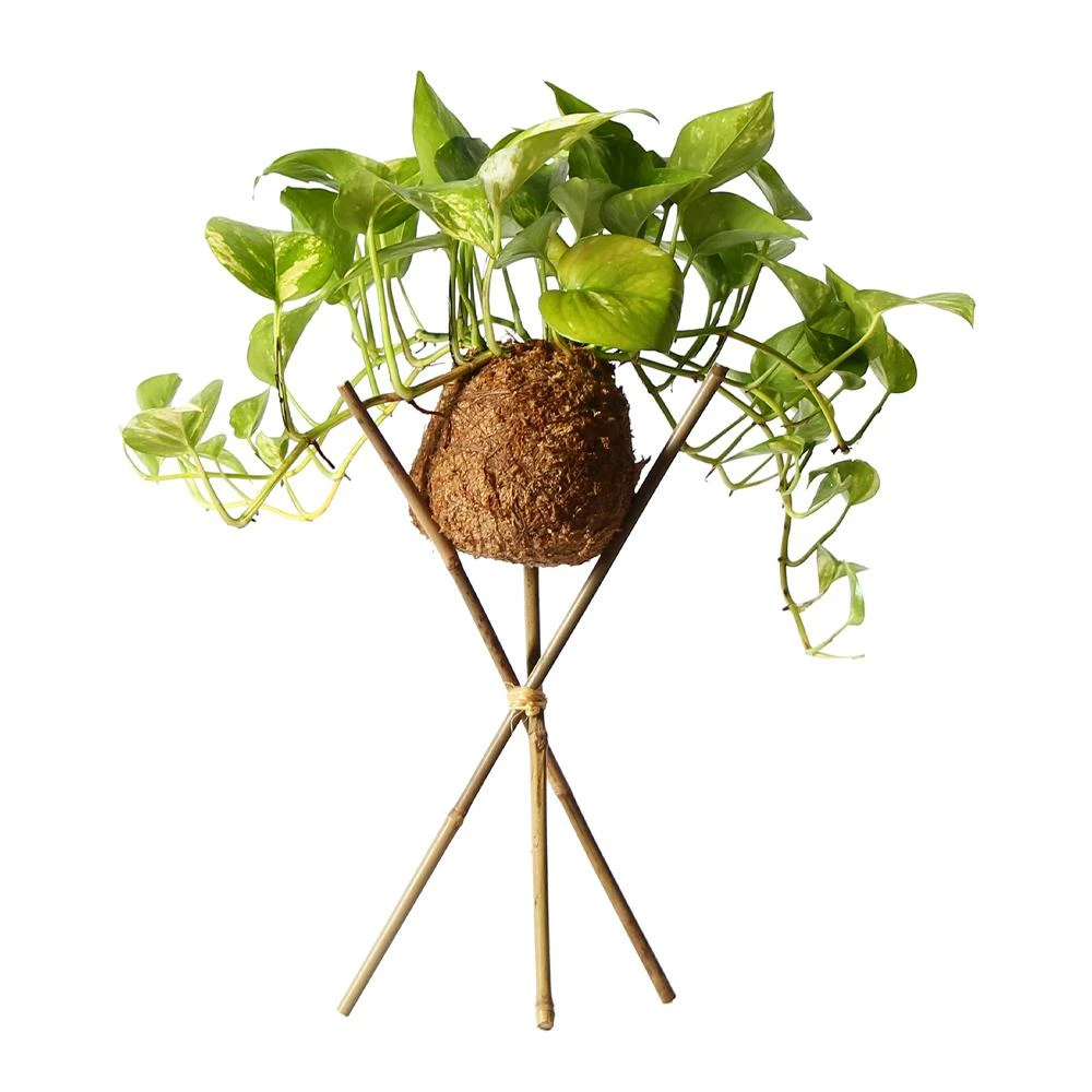 Fast Growing Trees Kokedama Golden Pothos Plant See All House & Patio 4 Fast Growing Trees Kokedama Golden Pothos Plant See All House & Patio