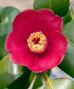 Fast Growing Trees Korean Fire Camellia Shrub