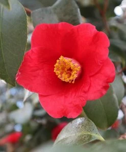 Fast Growing Trees Korean Fire Camellia Shrub
