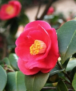 Fast Growing Trees Korean Fire Camellia Shrub