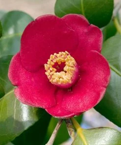 Fast Growing Trees Korean Fire Camellia Shrub