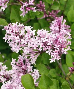 Fast Growing Trees Dwarf Korean Lilac Shrub See All Flowering Trees 7 Fast Growing Trees Dwarf Korean Lilac Shrub See All Flowering Trees