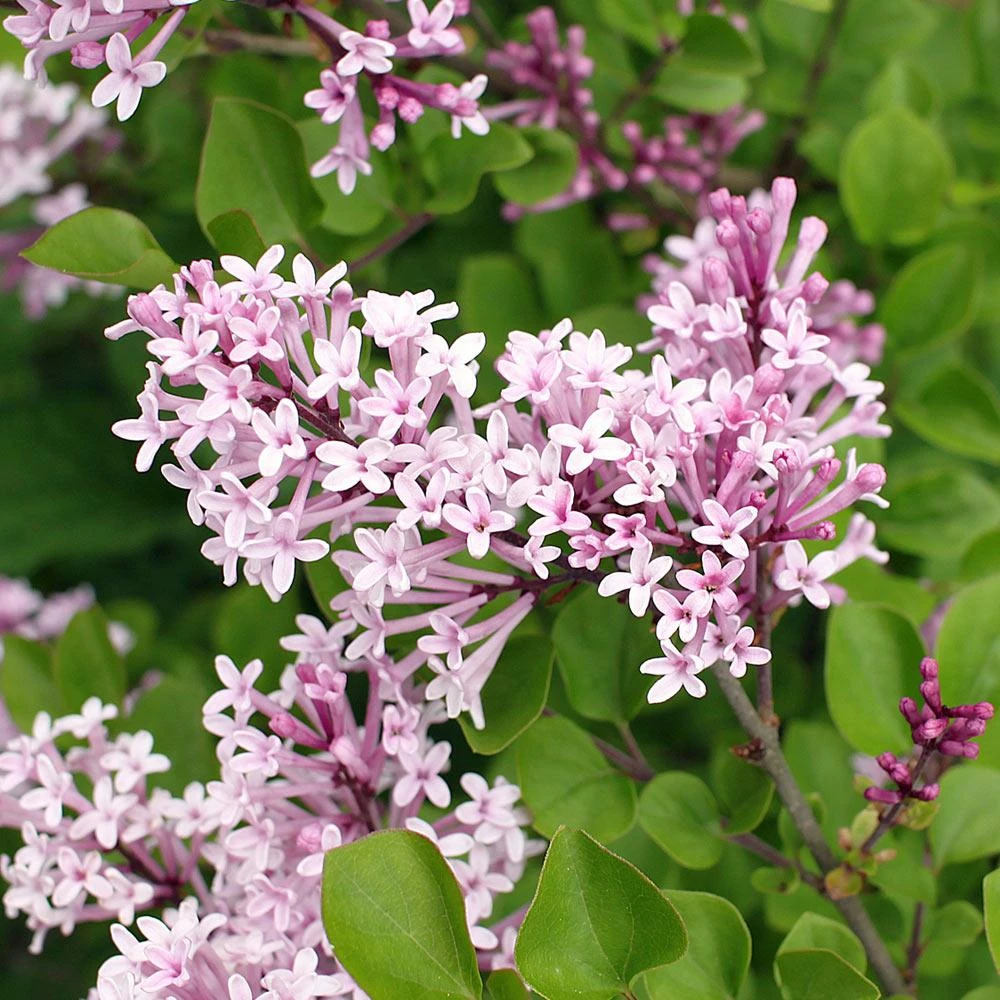 Fast Growing Trees Dwarf Korean Lilac Shrub See All Flowering Trees 5 Fast Growing Trees Dwarf Korean Lilac Shrub See All Flowering Trees