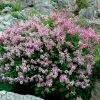 Fast Growing Trees Dwarf Korean Lilac Shrub See All Flowering Trees 2 Fast Growing Trees Dwarf Korean Lilac Shrub See All Flowering Trees
