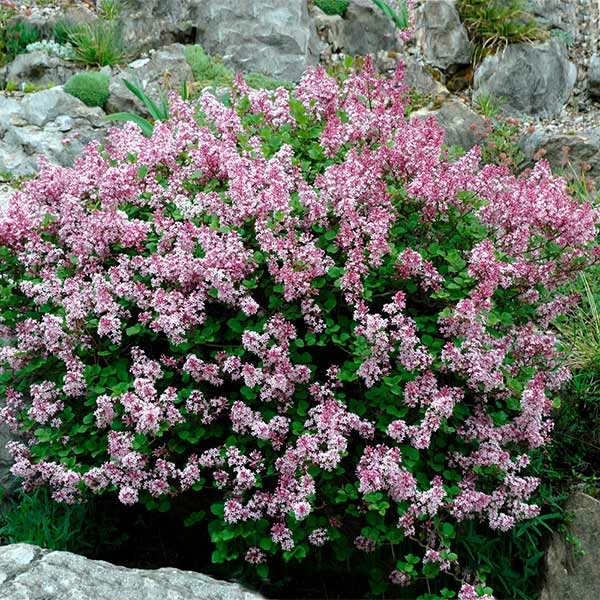 Fast Growing Trees Dwarf Korean Lilac Shrub See All Flowering Trees 3 Fast Growing Trees Dwarf Korean Lilac Shrub See All Flowering Trees