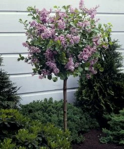 Fast Growing Trees Korean Lilac Tree Lilac Trees