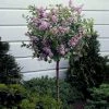 Fast Growing Trees Korean Lilac Tree Lilac Trees
