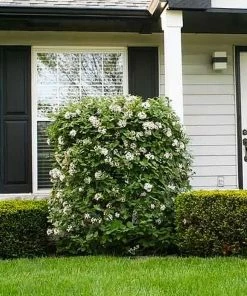 Fast Growing Trees Korean Spice Viburnum Shrub