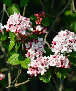 Fast Growing Trees Korean Spice Viburnum Shrub