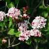 Fast Growing Trees Korean Spice Viburnum Shrub