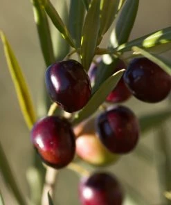 Fast Growing Trees Olive Trees Koroneiki Greek Olive Tree - USDA Organic