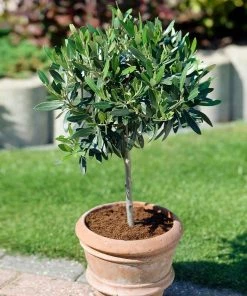 Fast Growing Trees Olive Trees Koroneiki Greek Olive Tree - USDA Organic