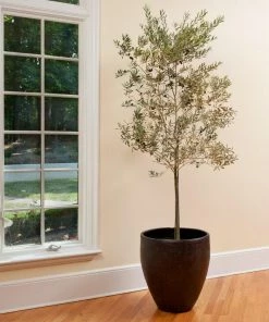 Fast Growing Trees Olive Trees Koroneiki Greek Olive Tree