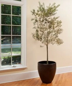 Fast Growing Trees Olive Trees Koroneiki Greek Olive Tree - USDA Organic