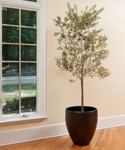 Fast Growing Trees Olive Trees Koroneiki Greek Olive Tree