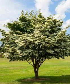 Fast Growing Trees Dogwood Trees White Kousa Dogwood