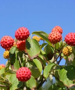 Fast Growing Trees Dogwood Trees White Kousa Dogwood