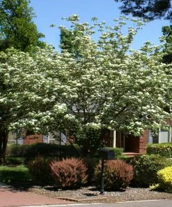 Fast Growing Trees Dogwood Trees White Kousa Dogwood